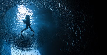 predatory conferences and journals